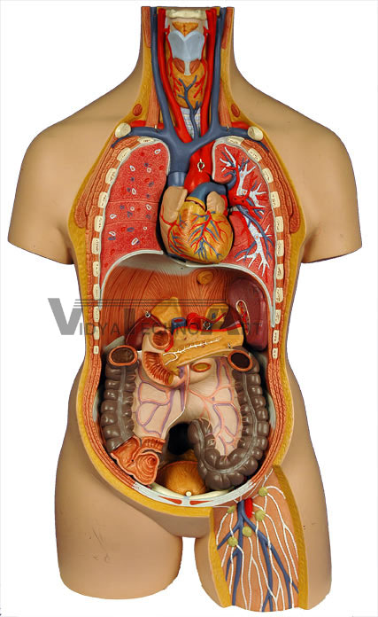 Internal Organs 2